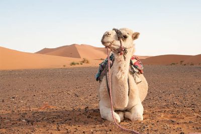 merzouga desert camel trekking